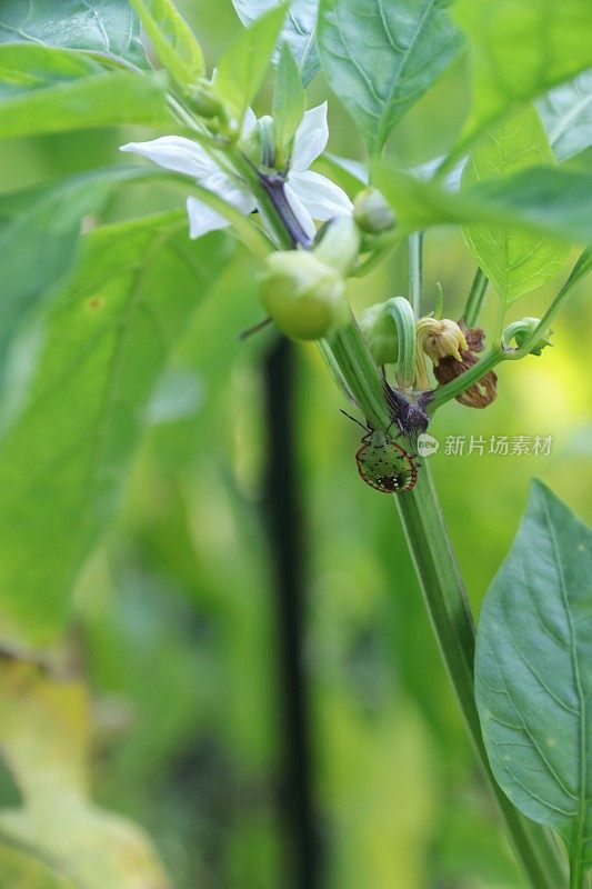 一种青椒上的Nezara viridula(绿盾虫，南方臭虫)